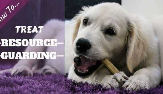 How to treat resource guarding written beside a golden retriever puppy with a chew laying on a purple rug