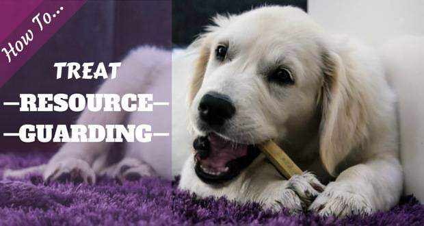 How to treat resource guarding written beside a golden retriever puppy with a chew laying on a purple rug