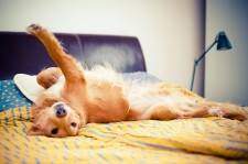 Golden retriever lying on bed on his back