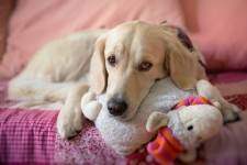 Golden retriever lying on bed with head resting on a plush toy