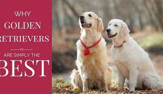 Two golden retrievers sitting in front of a blurred backdrop of an autumnal forest