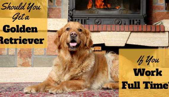 A golden retriever lying in front of a fireplace and brick hearth
