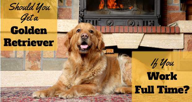 Can You Have a Golden Retriever as A Full-Time Worker?