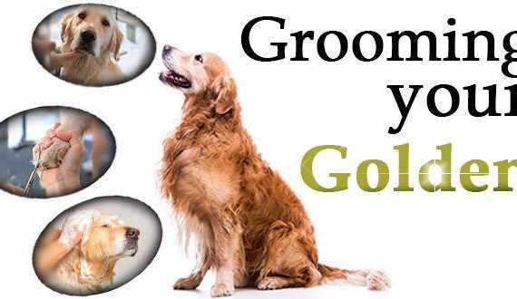 Grooming your golden written beside a GR looking at 3 portraits of goldens being groomed