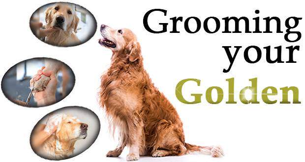 Grooming your golden written beside a GR looking at 3 portraits of goldens being groomed