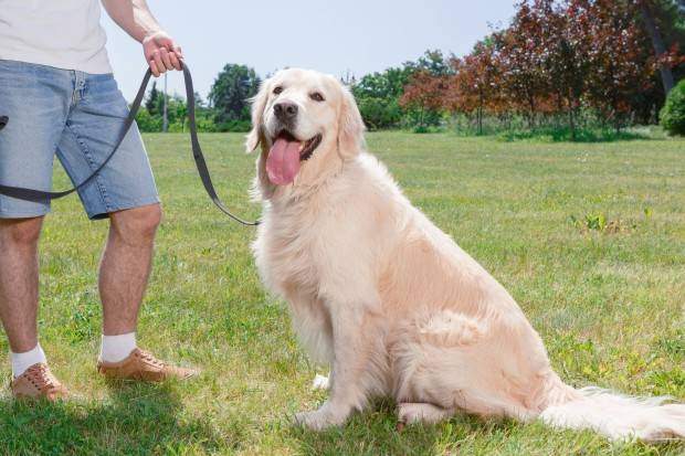 A golden retriever sitting looking into camera