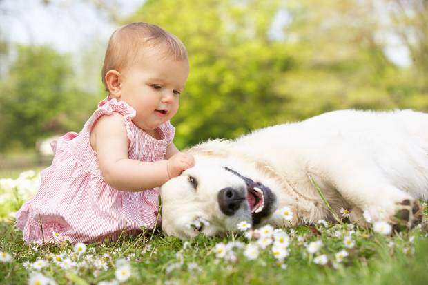 A baby in pink dress stroking a laying golden retriever