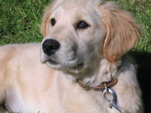 A golden retriever puppy lying on grass wearing a collar and leash