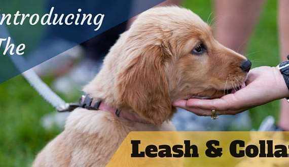 Introducing the leash and collar written across a golden retriever puppy with chin resting on a hand