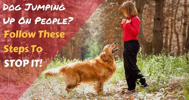 A woman and golden retriever standing facing eachother in the woods