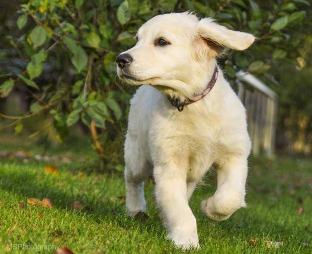 A golden retriever puppy walking toward camera on grass