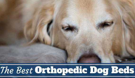 Best orthopedic dog beds written beneath a golden retriever on a bed