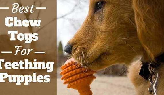 Side view of a golden retriever puppy chewing an orange toy