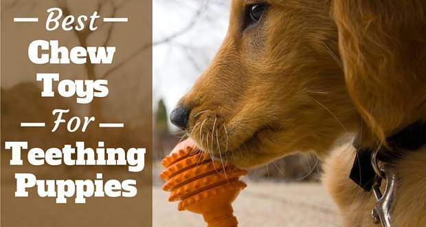 Side view of a golden retriever puppy chewing an orange toy