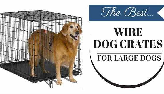Best wire dog crates for large dogs written beside a golden retriever in wire crate