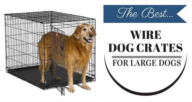 Best wire dog crates for large dogs written beside a golden retriever in wire crate