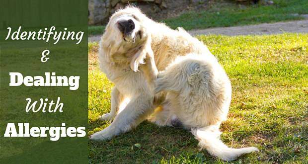 Identifying and dealing with allergies written beside a golden retriever scratching sat on grass