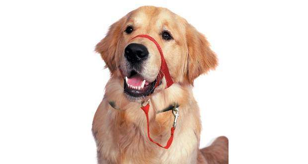 A golden retriever in a no pull solution head halti