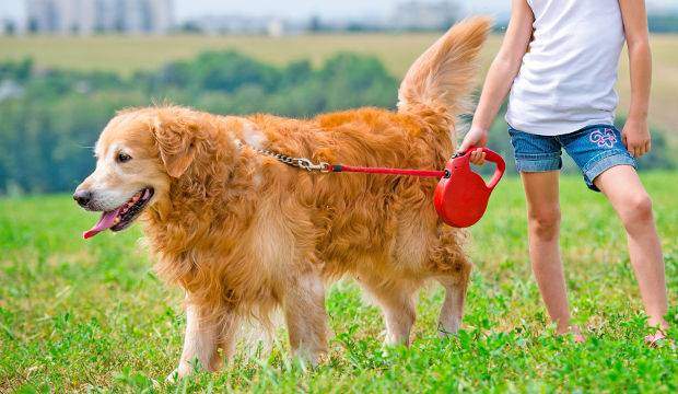 Young girl holding a golden retriever on a leash
