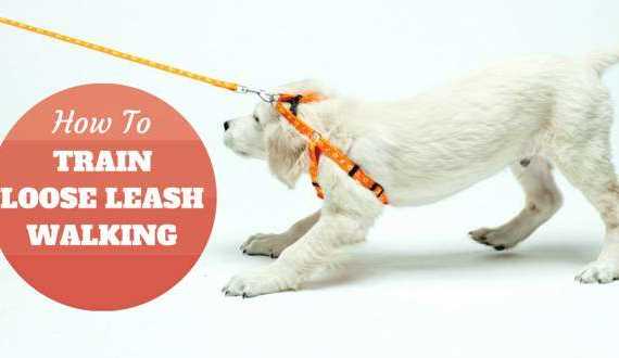 Leash training a golden retriever puppy in orange harness pulling on the leash