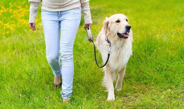 Golden retriever walking on a loose leash next to a lady
