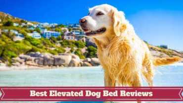 Best elevated dog bed reviews written beneath a GR in a tropical looking ocean