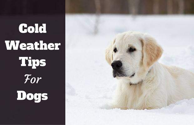 Cold weather tips for dogs written beside golden retriever lying in snow