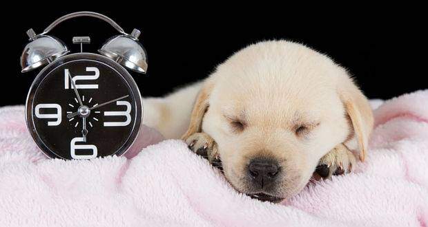A retriever puppy lying on a pink towel next to a clock