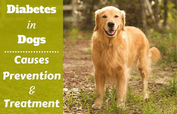 Diabetes in dogs written beside a golden retriever standing in the woods