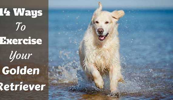 A golden retriever running through the sea on a beach toward camera