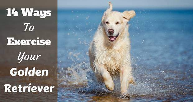 A golden retriever running through the sea on a beach toward camera