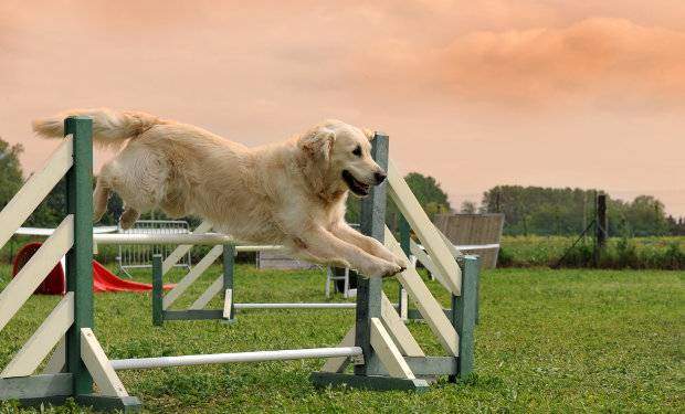 A golden retriever jumping a fence against a sunset sky