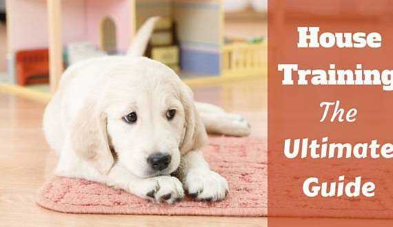 House training the ultimate guide written beside a golden retriever puppy