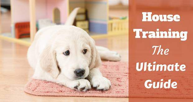 House training the ultimate guide written beside a golden retriever puppy
