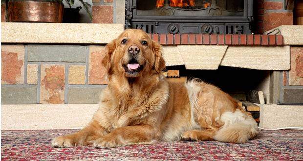 A dark golden retriever lying in front of a fireplace