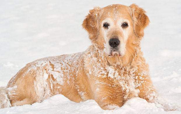 Side view of golden retriever lying in snow