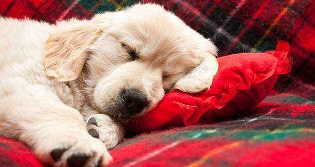 A golden retriever puppy sleeping on a tartan blanket