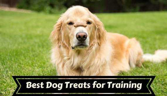 Best dog treats for training written under a golden with treat on it's snout