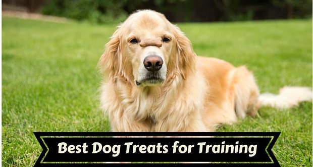 Best dog treats for training written under a golden with treat on it's snout