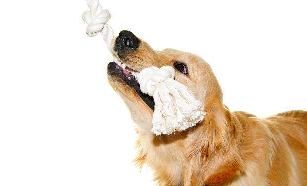 Golden retriever playing tug of war