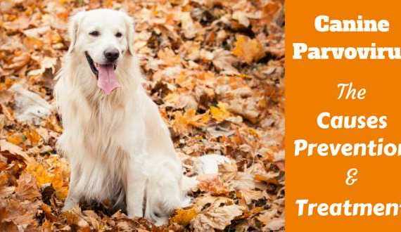 A golden retriever sitting in brown autumnal leaves