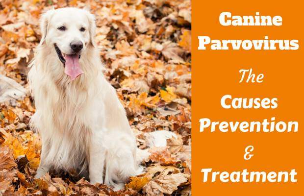 Parvovirus in dogs: A golden retriever sitting on autumnal leaves facing camera
