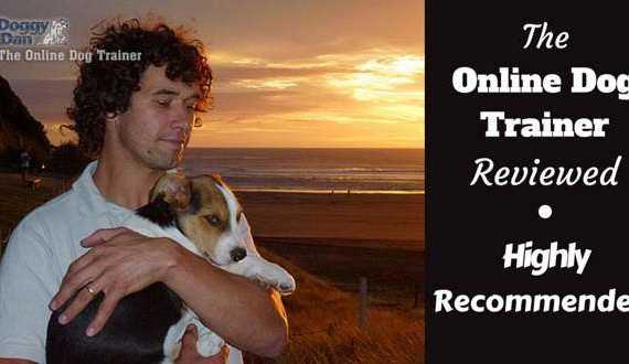 Online dog trainer review written beside Dan with his pupy Moses on a beach in front of a sunset