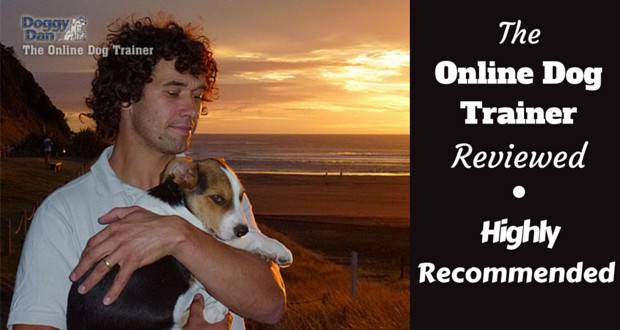 Online dog trainer review written beside Dan with his pupy Moses on a beach in front of a sunset