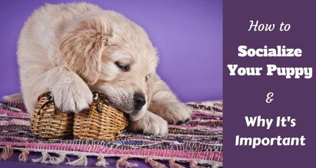 How to socialize a puppy written beside a golden retriever puppy chewing a wicker basket