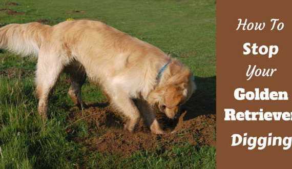 How to stop your golden retriever digging written beside a golden digging a lawn