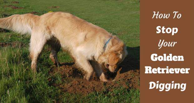 How to stop your golden retriever digging written beside a golden digging a lawn