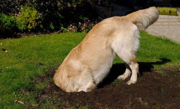 Golden Retriever dog digging hole in grass lawn with head completely buried