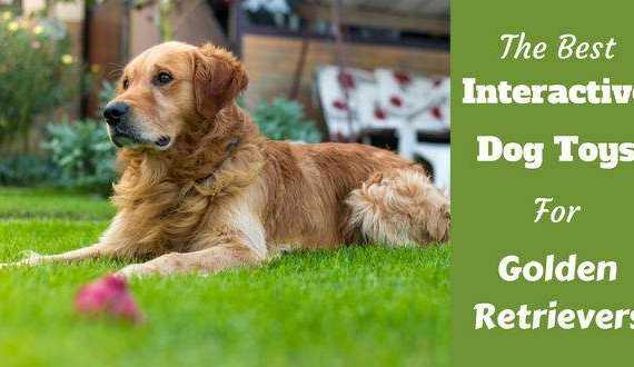 Best interactive dog toys writte beside a golden retriever in long green grass