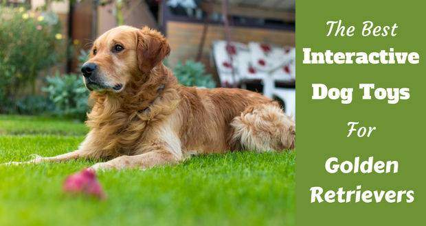 Best interactive dog toys writte beside a golden retriever in long green grass